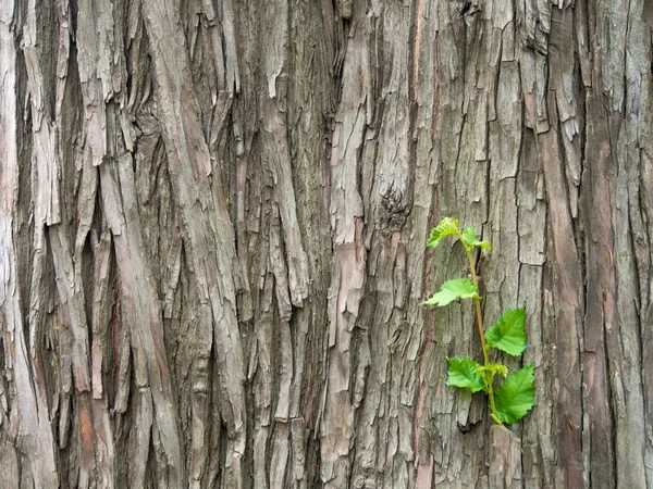 Little green shoot — Stock Photo, Image