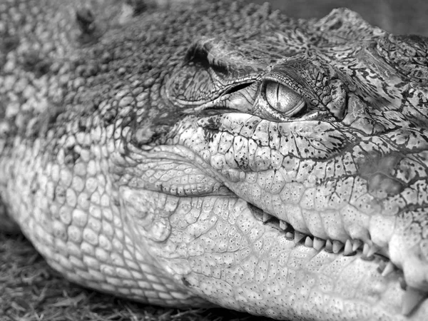 То, что крокодил — стоковое фото