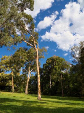 güzel bir park alanı