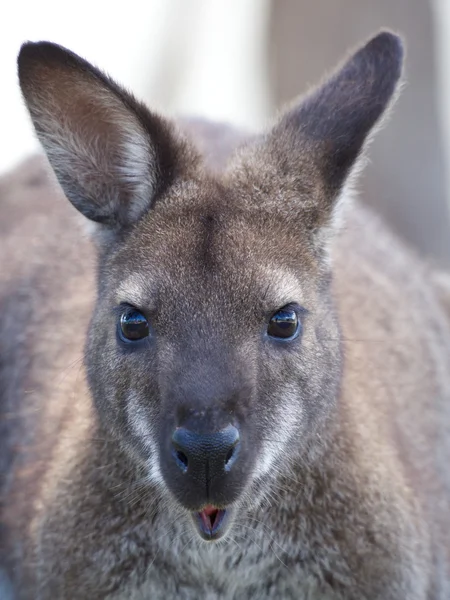 Surprised kangaroo — Stock Photo, Image