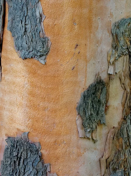 粒子の粗い木 — ストック写真