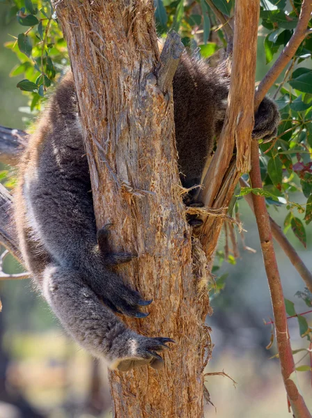 Sleeping koala — Stock Photo, Image