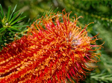 şişe fırça Güzellik