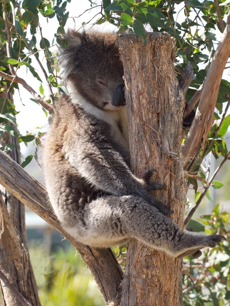 Sleepy little koala — Stock Photo, Image