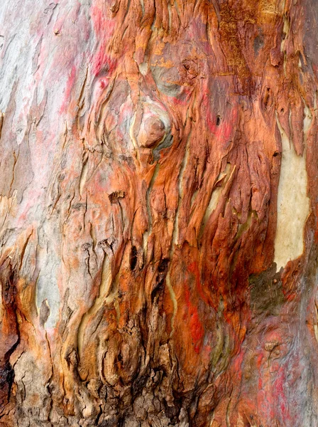 Beautiful bark — Stock Photo, Image
