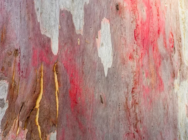 Corteza colorida del árbol de goma — Foto de Stock