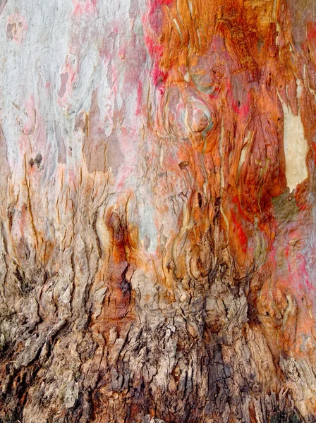 Vacker bark — Stockfoto