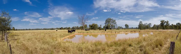 Dam cattle — Stock Photo, Image