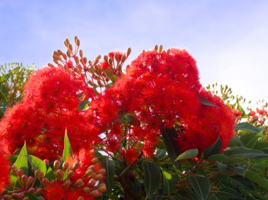 Beautiful australian flowering gum tree clipart
