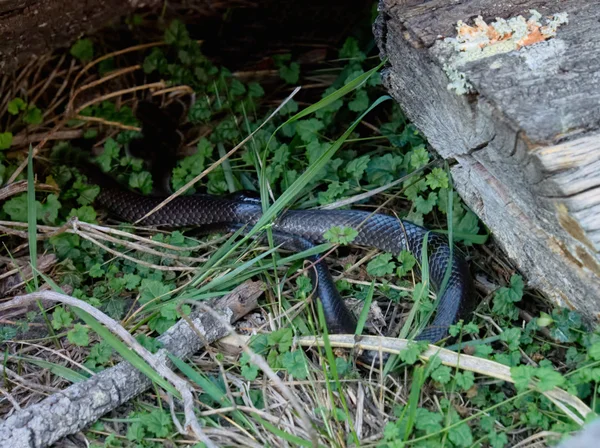 Чёрная змея — стоковое фото