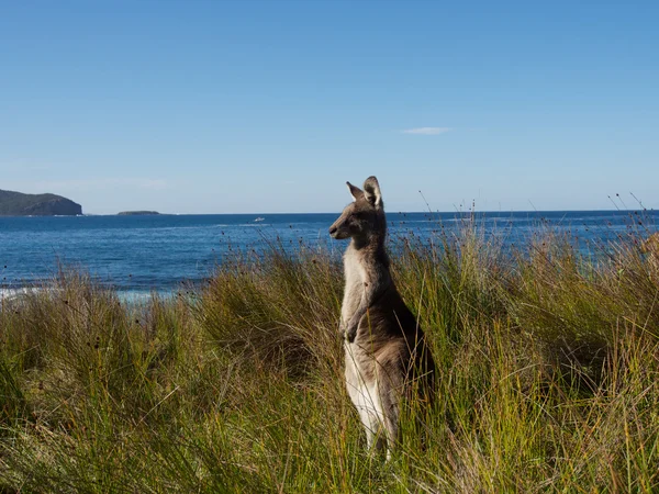 Kangaroo on watch — Stock Photo, Image