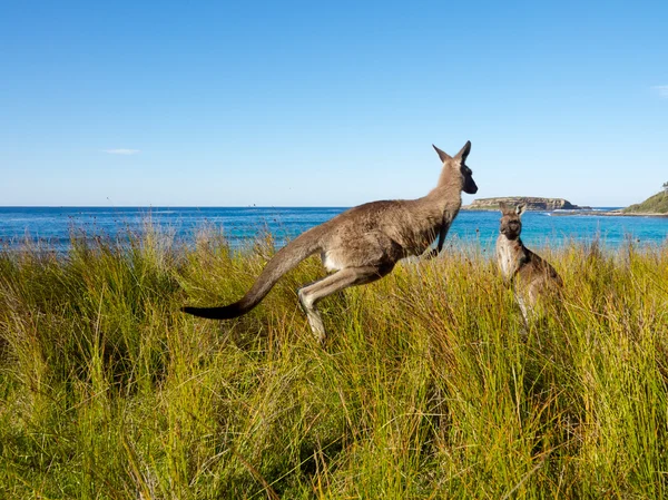 Hoppande känguru — Stockfoto