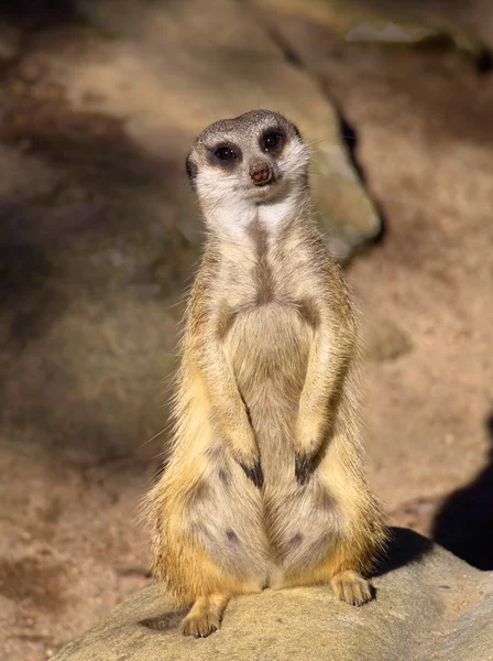 Meerkat — Stockfoto