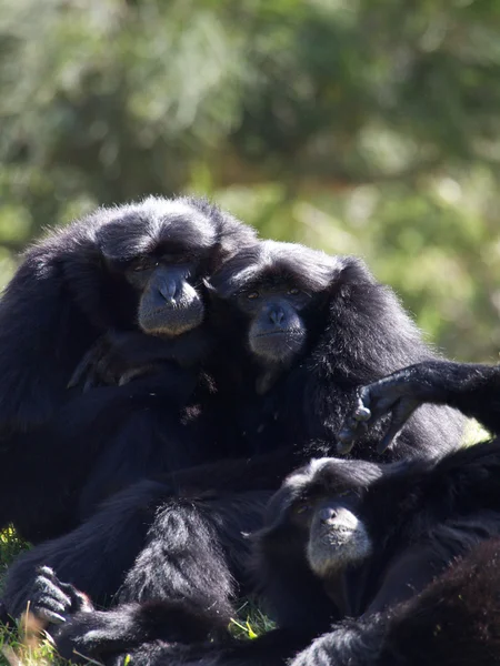 Gibbon-Familie — Stockfoto