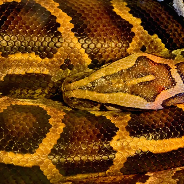 Python — Fotografie, imagine de stoc