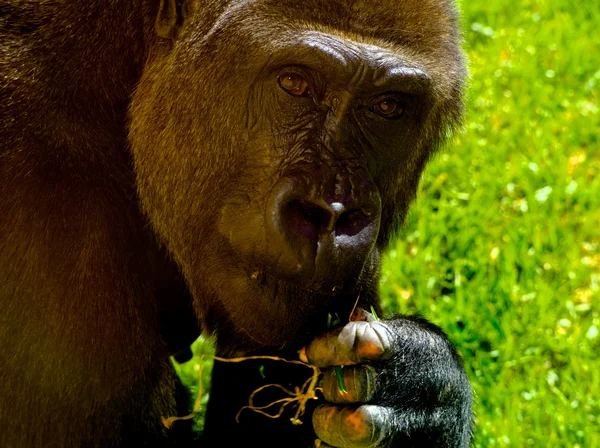 Flachlandgorilla unter Beobachtung — Stockfoto