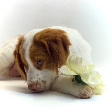 Brittany köpekle çiçek