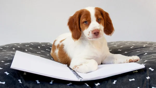 köpek yavrusu Okulu