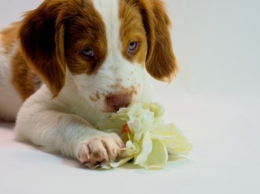 Brittany köpek