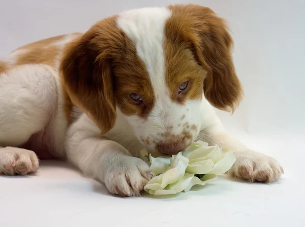 Brittany poder de flor de cachorro — Fotografia de Stock