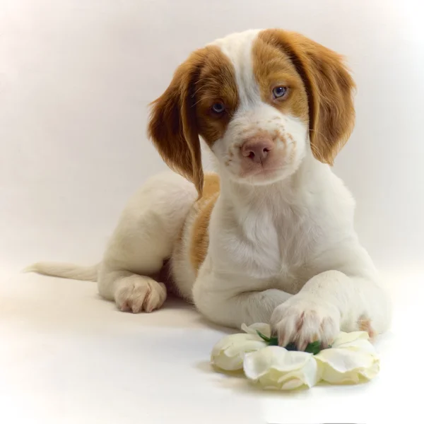 Alerta cão brittany — Fotografia de Stock