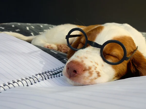 Días de trabajo duro en la escuela de cachorros —  Fotos de Stock