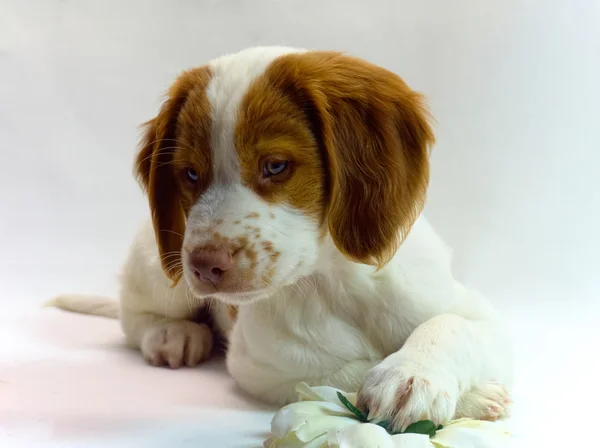 Cachorro brittany — Fotografia de Stock