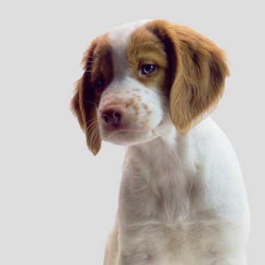 Brittany köpek yavrusu