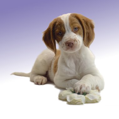 Uyarı brittany köpek