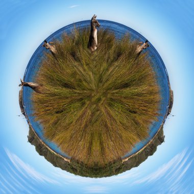 Mini känguru världen