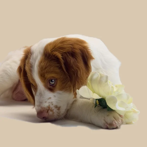Cachorro brittany com flor — Fotografia de Stock