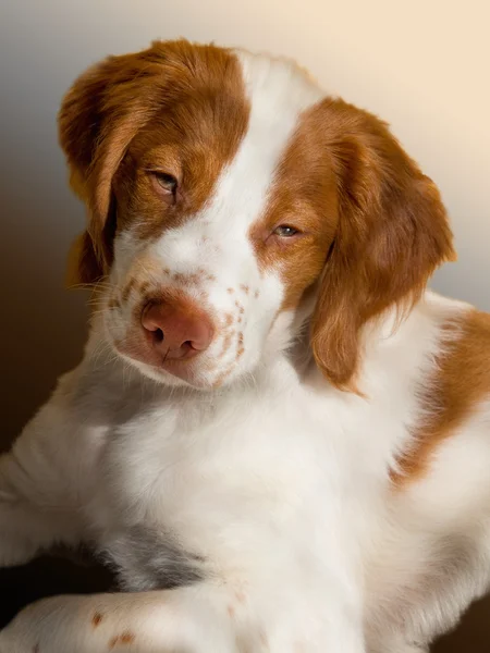 Cachorro brittany — Fotografia de Stock