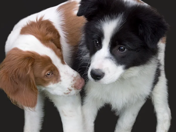 Brittany e fronteira collie filhote de cachorro — Fotografia de Stock