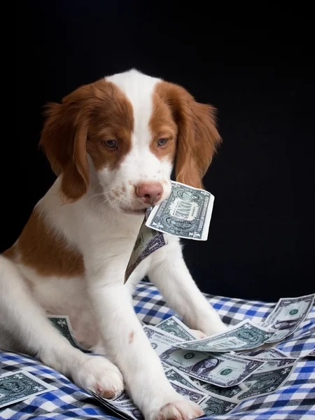 Brittany pupy eating money — Stock Photo, Image