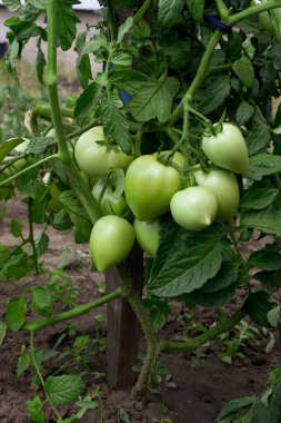 Büyük, yeşil, olgunlaşmamış domatesli bir çiftlikte yetişen domates çalısı..