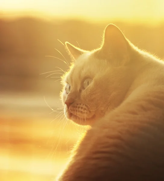 早上的猫 — 图库照片