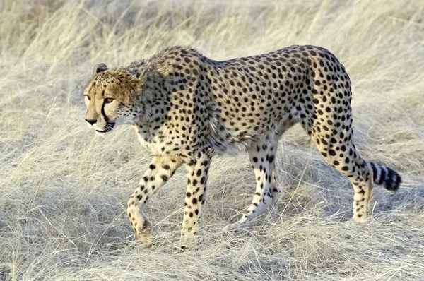 Namibie gepard — Stock fotografie