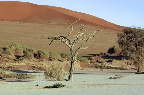 Parco Namibia Naukluft — Foto Stock