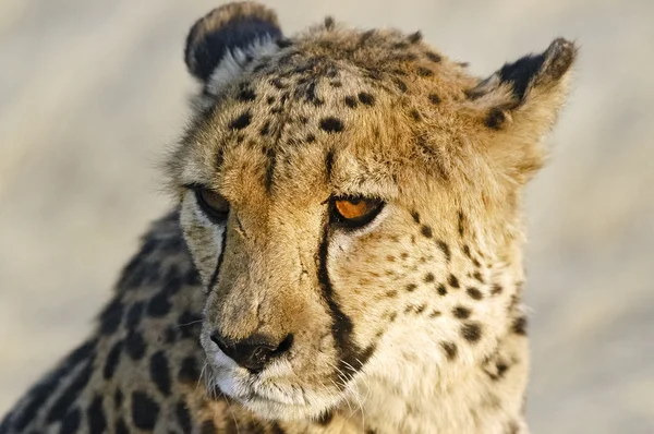 Namibia Cheetah Stock Picture