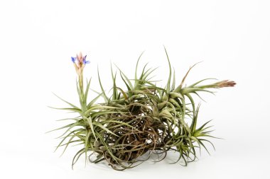 bitki tillandsia
