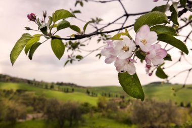 İtalya, Toskana tepelerde bahar