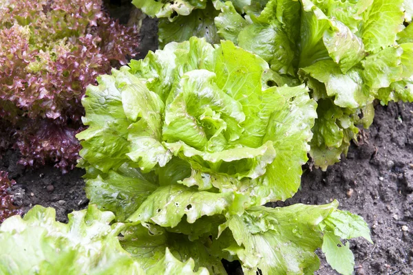 Vegetable garden — Stock Photo, Image