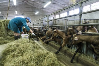 peyniri keçi fabrika