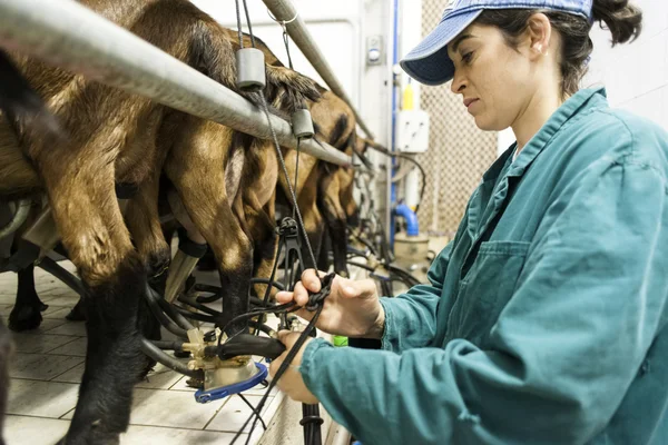 Vrouw melken geiten ona kaasmakerij — Stockfoto