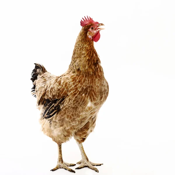 닭고기 로열티 프리 스톡 이미지
