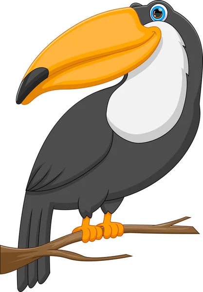 Cartoon Toucan Bird White Background — Vector de stock