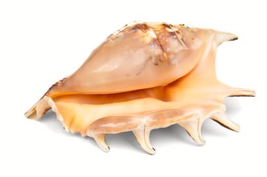 beyaz arkaplanda kabuk