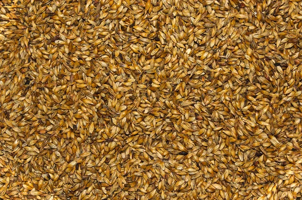 Malt closeup — Stock Photo, Image