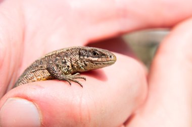 kertenkele el closeup içinde