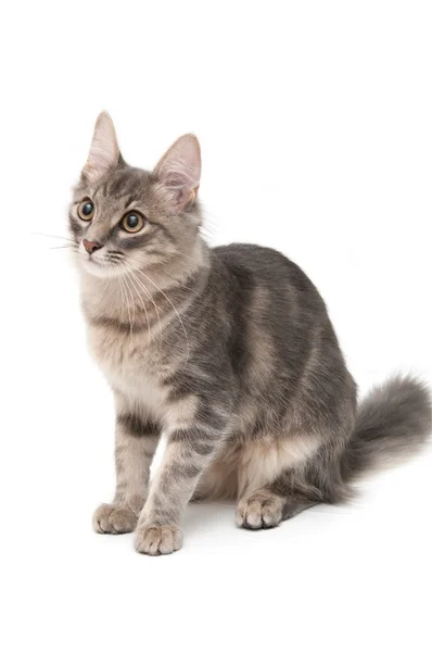 白の背景に灰色の子猫 — ストック写真